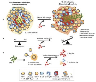 Systems biology approaches to investigate the role of granulomas in TB-HIV coinfection